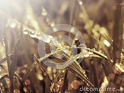 Grass and rays Stock Photo