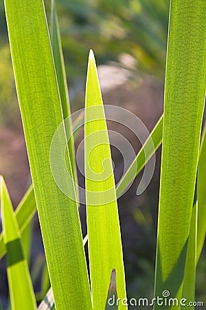 Grass reed plant Stock Photo