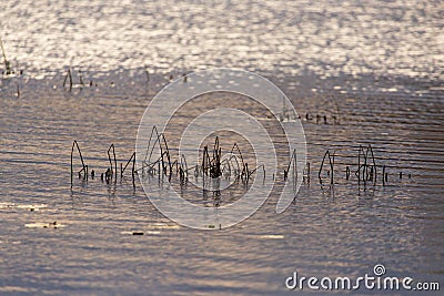 Grass and reed with reflection in the pond Stock Photo