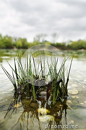 Grass reflecting on lake Stock Photo
