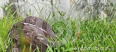Grass, rock, and old wall Stock Photo