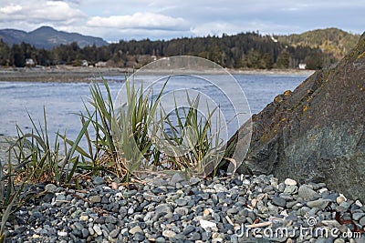 Grass and rocks on the coast in the pacific northwest Stock Photo