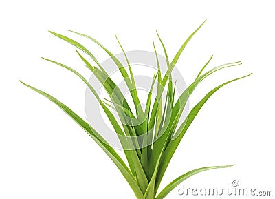 Grass with roots. Stock Photo