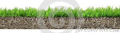 Grass with roots and soil Stock Photo