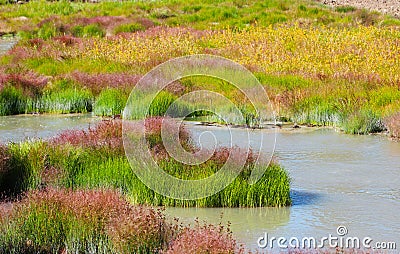 Grass and Rushes in Mud Volcano,Yellowstone national park Stock Photo