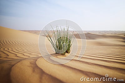 Grass in sand dune against desert landscape Stock Photo