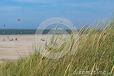 Grass on sand dunes on North Sea near Renesse, Zeeland, Netherlands Stock Photo