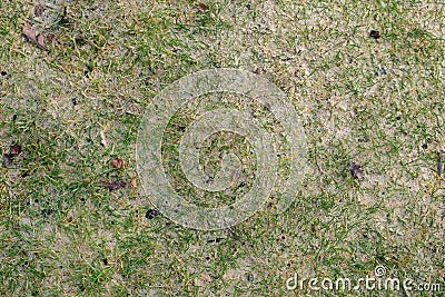 Grass , sand and leaves background texture Stock Photo