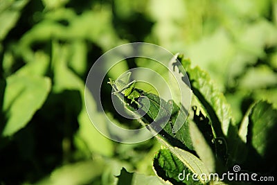 In the grass sat the grasshopper Stock Photo