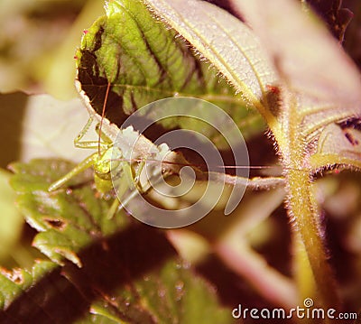 In the grass sat the grasshopper Stock Photo