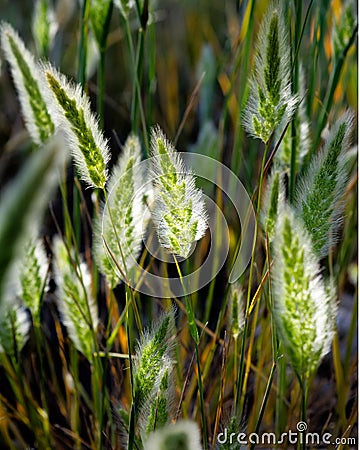 Grass Seed Heads with sunlight shining through silver awns. Stock Photo