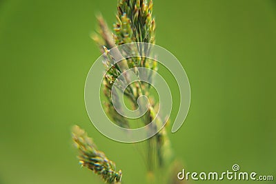 Grass seeds ripen in summer Stock Photo