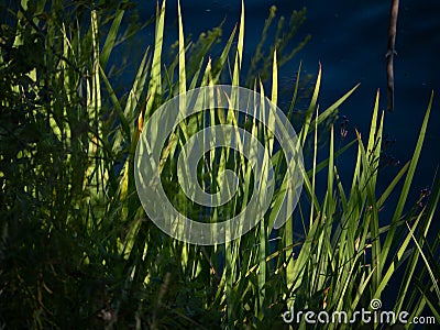 Grass in shadows growing pondside Stock Photo