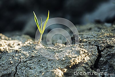 Grass shoot. Stock Photo