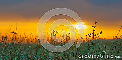 Grass Silhouette awe orange fire sunset background Stock Photo