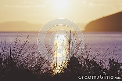 Silhouetted grass as the sun rises over Tasmania. Stock Photo