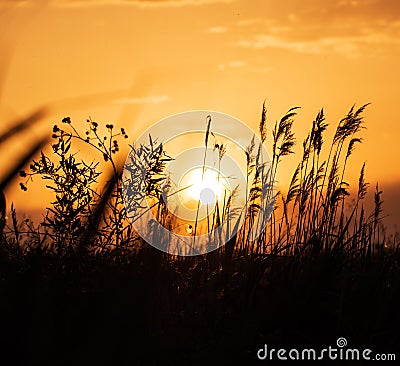 Grass silhouettes at sunset like background Stock Photo
