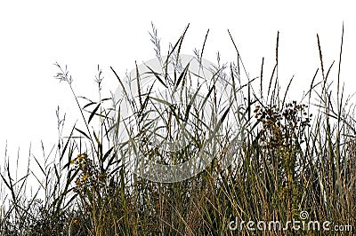 Grass silhouettes on a white background.Lueneburger Heide. Stock Photo