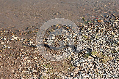 Grass snake, European non-poisonous snake in natural habitat Stock Photo
