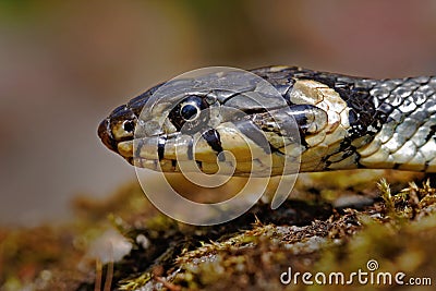 Grass snake, Natrix Natrix, close-up potrait in nature habitat. Viper in Sumava NP, Czech Republic in Europe Stock Photo