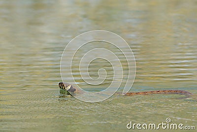Grass snake (Natrix natrix), Stock Photo