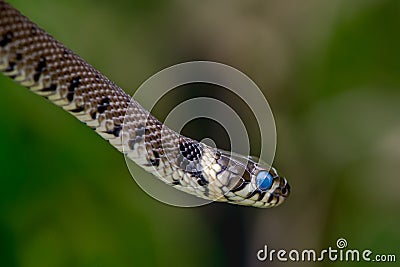 Grass snake (Natrix natrix) ready to shed skin with blue eye Stock Photo