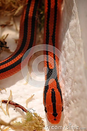 Grass snake (Oreocryptophis porphyraceus coxi) Stock Photo