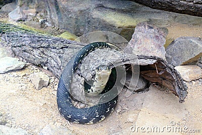 Grass snake portrait Stock Photo