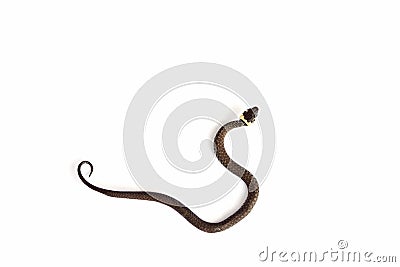 Grass snake & x28;Natrix natrix& x29; isolated on white Stock Photo