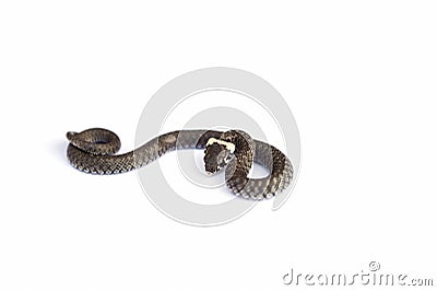 Grass snake & x28;Natrix natrix& x29; isolated on white Stock Photo