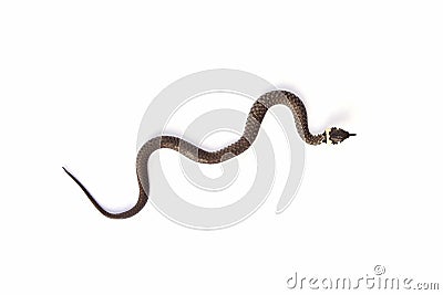 Grass snake & x28;Natrix natrix& x29; isolated on white Stock Photo