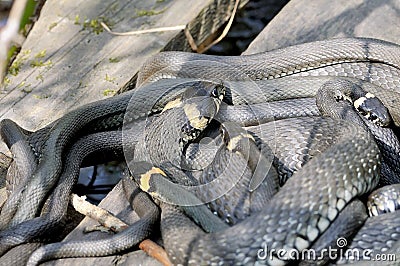 Grass snakes Natrix Natrix on a wooden boards. Stock Photo