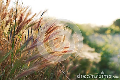 Grass spikelet on the field at sunset, close-up Stock Photo