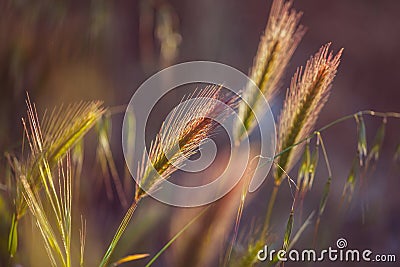 Grass spikelet on the field at sunset Stock Photo