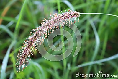 Grass spikelet inflorescence Stock Photo