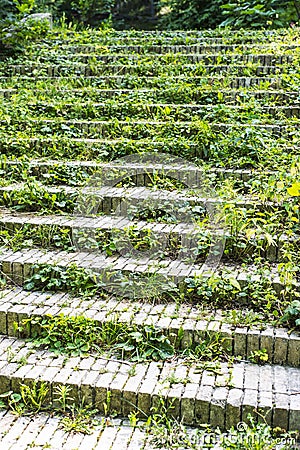 Grass on stairs Stock Photo