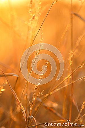 Grass stalks in the sun. Autumn nature background. Field grass stems in sunset sunlight.Autumn sunset. Stock Photo