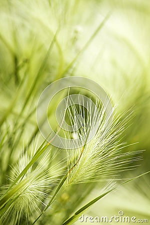 Grass steppe landscape Stock Photo