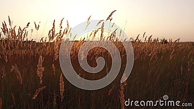 Grass sunlight at dawn morning summer. Nature field brown and yellow spikelet grass steadicam shot motion video Stock Photo