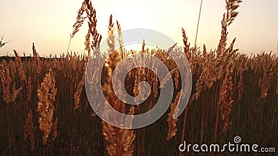 Grass sunlight at dawn morning summer. Nature field brown and yellow spikelet grass steadicam shot motion video Stock Photo