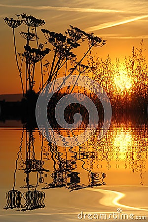 Grass in the sunset above water with reflection Stock Photo
