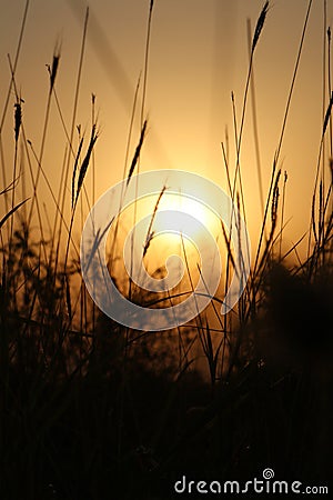 Grass sunset over the skys black.nes Stock Photo