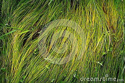 Grass texture Stock Photo