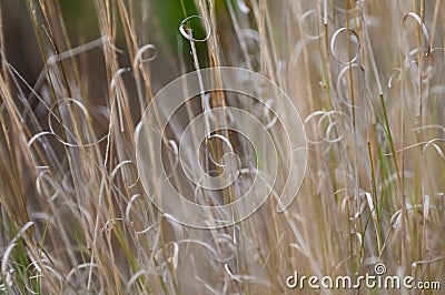 Grass texture abstract patterns, Exploring the Essence Stock Photo