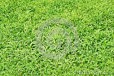 Grass texture background. Grass surface for product display arrangement. Green Background, Stock Photo