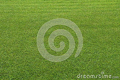 Grass texture background. Grass surface for product display arrangement. Green Background, Stock Photo