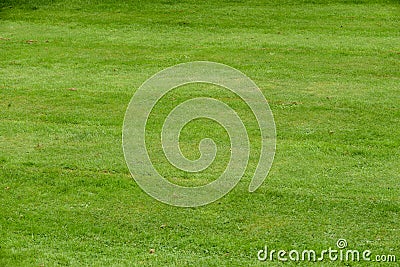 Grass texture from close up of a neat mown lawn background Stock Photo