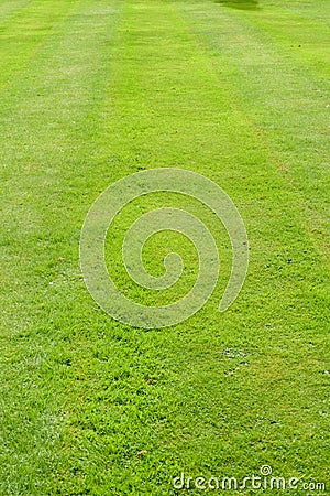 Grass texture from close up of a neat mown lawn background Stock Photo