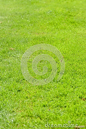 Grass texture from close up of a neat mown lawn background Stock Photo