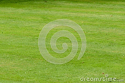 Grass texture from close up of a neat mown lawn background Stock Photo